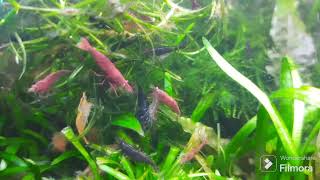 Neocaridina Shrimps are eating algae