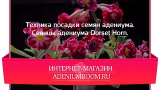 Техника посадки семян адениума. Сеянцы адениума Dorset Horn.