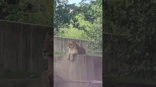 👑🦁Mesmerizing Encounter: Watch a Majestic Lady Lion Reign Supreme at the Zoo!