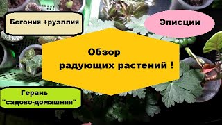 Обзор радующих растений : эписции , бегония с руэллией , "садово-домашняя" герань и другие