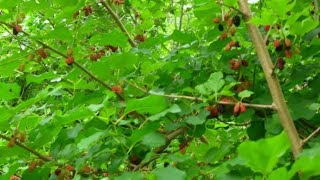 Canning Mulberries into Jam from my Orchard