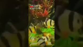 ikan tiger barb || ikan hias air tawar #tunggupancing #shortviral #shorts #short