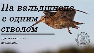 Охота на вальдшнепа с одностволкой