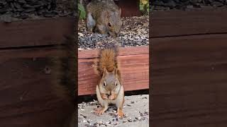 Red Squirrel Gray Squirrel