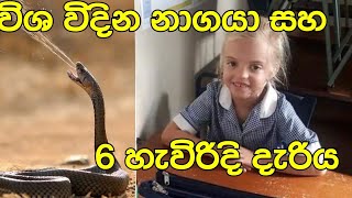 විෂ විදින නාගයා සහ 6 හැවිරිදි දැරිය|mikyla sue grove |#mosambique #spittingcobra