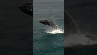 Humpback Whales Breaching #whale #humpback #calf #breach #baby #ocean