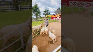 Jalan-jalan ke Dairyland cimory! Seru! 🐑 #dairyland #cimorydairyland #cimory #wisatajatim #jatim