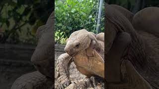 SULCATA TORTOISE BREEDING