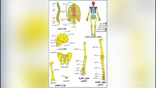 الجهاز الهيكلي المبدعة همس الغامدي