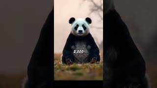 Panda Facts