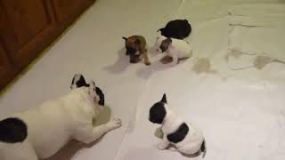 French bulldog playing with his pups