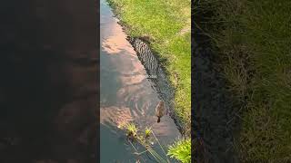 Mallard Duck Out for a Swim #shorts #birdwatching #ducks #nature #birdlovers