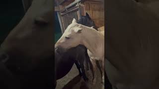 You Scratch My Back, I'll Scratch Yours! #asmr #horses #horsesgrooming