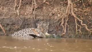 Leopar timsaha saldırıyor. Leopard attacks and kills a crocodile