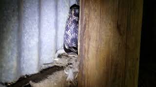 Texas Rat Snake in Chicken Coop at Night