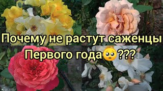 💥Саженцы роз🌹 из питомников 💥Какое будет качество? 🥺Судя по сезону осенью будут кипеть страсти🤦‍♀️