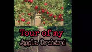 hamary  apple garden ka tour vlog_#2