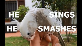 Cockatiel singing and slamming his head