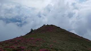 Prin Bucegi ,cautand  Bujorii de munte