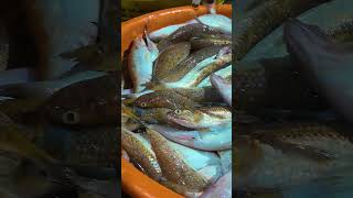 😲மீன்களின் விலை கடும் வீழ்ச்சி... #fishing #shorts @anbumarimuthuvlogs