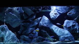 Seamless Dual Aquariums: A Cave-Themed Masterpiece by Lazic Design