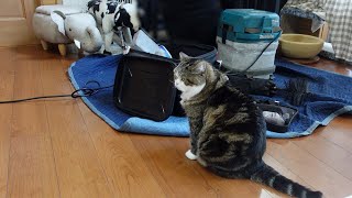 ひとりだけ煙突掃除を楽しんじゃったねこ。-Only Maru enjoyed cleaning the chimney.-