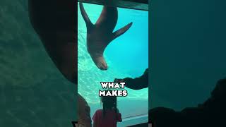 Insane Underwater Tunnel at the Adventure Cove! | The Columbus Zoo | #SHORTS #ZOOTOURS #ColumbusZoo