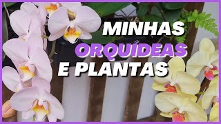 🟣 Tour pelo meu jardim de ORQUÍDEAS e PLANTAS | 042024 #orquídeas