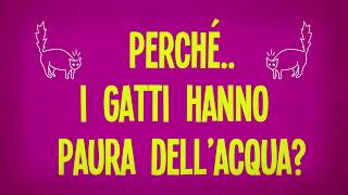 Perché i gatti hanno paura dell’acqua?