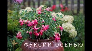 Фуксии осенью. Что делаю?