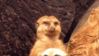 Meerkat Falls Asleep! - Funny Brief Edit. Watch 'The Diana Clone' 👑 movie on Amazon