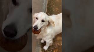 Look at her playing😂😂#goldenretiever #dog #doglover #dogbreed #funnypet #pets #labrador