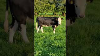 Black Whitehead Weanling