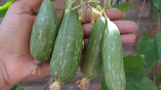 Harvesting ridge gourd (झीगुनी) from my terrace || #shorts