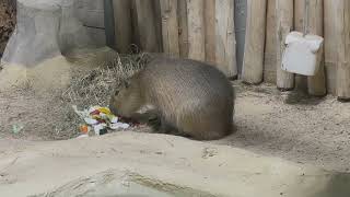 The Capybara family has a snack in Vienna´s Schoenbrunn Zoo