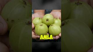 Benefits of AMLA🔥 | Healthy Bharat | Dr Abhiinav Chaturvedii | #shorts