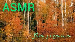 فیلم آرامش بخش از جنگل _ASMR