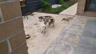 Malamute #hades  #alaskanmalamute #animals #australia #funnydogs #malamute @synamit