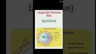 Largest Cell in Human  body. -- EggCell (Ovum) ||  #shorts  #yt #biology  #education