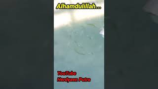 Skill Luar Biasa KETAPEL IKAN #short #ketapelikan #slingshot #slingshotfish #viral #trending