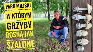 Park miejski i ciekawe Grzyby oraz czerwcowy rekonesans lasów