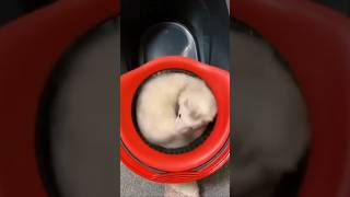 Ferret Spinning Like Crazy in a Mop Bucket - Too Funny!!!