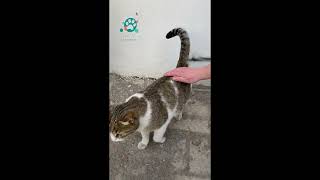 A pregnant cat growls menacingly and defends its food