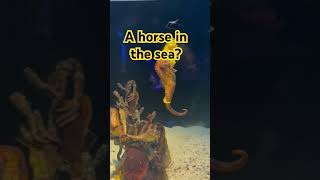 #shortvideo  #seahorse #philippines #viralvideo #highlights #short #viral