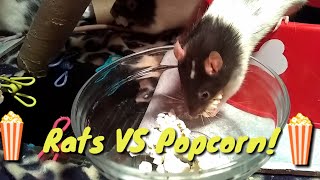 Rats VS Popcorn!