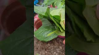 Nagamoricher jotno / how to grow hotchilly