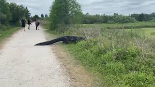 Crocodile caught on camera crossing a road