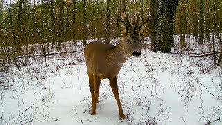 A photo trap in the forest. Cheeky crows. Roe deer. Animals of Ukraine. Kiev region.