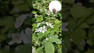 Der Brombeerblütentanz der Bienen hat begonnen.