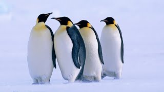 Cute Penguins sounds and Pictures.